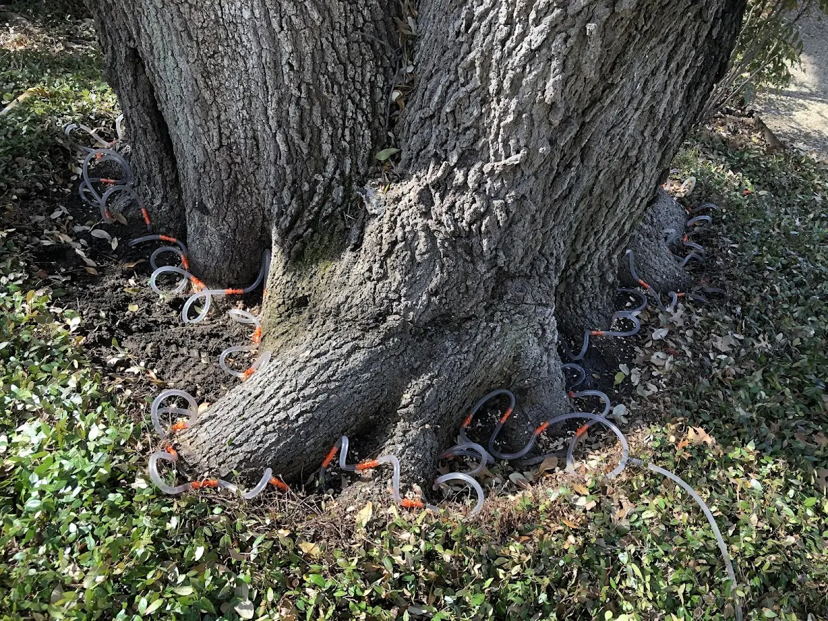 Detailed Tree Cabling and Bracing job site in Gatesville